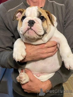 Zusätzliche Fotos: Englische Bulldogge