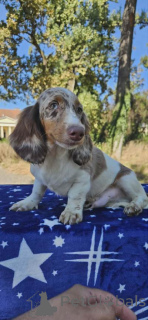 Foto №4. Ich werde verkaufen dackel in der Stadt Bachka-Palanka.  - preis - verhandelt