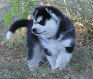 Foto №1. siberian husky - zum Verkauf in der Stadt Aarschot | Frei | Ankündigung № 105500