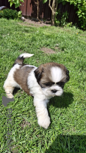 Foto №4. Ich werde verkaufen lhasa apso, pekingese, shih tzu in der Stadt Vilnius. quotient 	ankündigung, vom kindergarten, züchter - preis - 600€