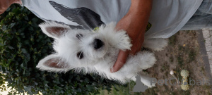 Foto №3. Bolonka Weta FCI Welpe. Polen