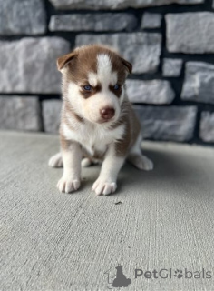 Foto №2 zu Ankündigung № 162219 zu verkaufen siberian husky - einkaufen Deutschland 