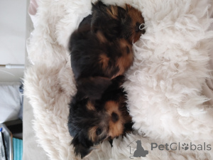 Foto №2 zu Ankündigung № 173373 zu verkaufen yorkshire terrier - einkaufen Israel quotient 	ankündigung