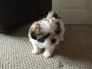 Foto №1. shih tzu - zum Verkauf in der Stadt Alajärvi | verhandelt | Ankündigung № 168274