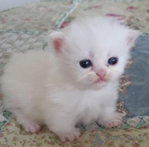 Foto №1. perserkatze - zum Verkauf in der Stadt Birlenbach | 350€ | Ankündigung № 147242