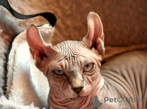 Foto №2 zu Ankündigung № 146284 zu verkaufen bambino - einkaufen Polen quotient 	ankündigung