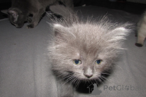 Foto №3. Ragdolls zum Verkauf. USA