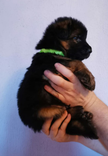 Foto №4. Ich werde verkaufen deutscher schäferhund in der Stadt Москва. quotient 	ankündigung, vom kindergarten - preis - Verhandelt