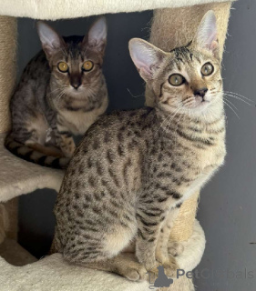 Foto №3. Savannah-Kätzchen zur Adoption. Frankreich