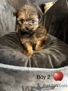 Foto №3. Atemberaubender Wurf Chorkies. USA