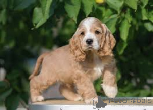 Foto №2 zu Ankündigung № 157202 zu verkaufen english cocker spaniel - einkaufen Deutschland quotient 	ankündigung, züchter