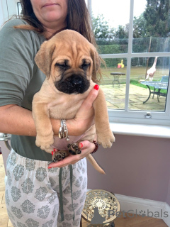 Foto №2 zu Ankündigung № 168259 zu verkaufen bullmastiff - einkaufen Schweden quotient 	ankündigung, züchter