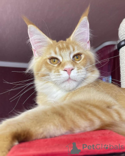 Foto №2 zu Ankündigung № 135409 zu verkaufen maine-coon-katze - einkaufen Deutschland quotient 	ankündigung