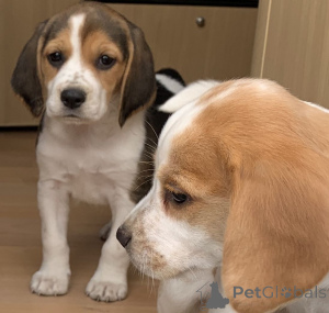 Foto №4. Ich werde verkaufen beagle in der Stadt Huldenberg. quotient 	ankündigung, züchter - preis - 800€
