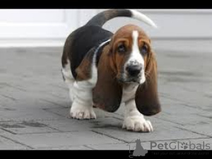 Foto №2 zu Ankündigung № 135929 zu verkaufen basset hound - einkaufen Deutschland 