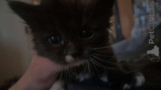 Foto №1. ragdoll-katze - zum Verkauf in der Stadt Vienna | verhandelt | Ankündigung № 139329