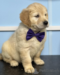 Foto №1. golden retriever - zum Verkauf in der Stadt Helsinki | 400€ | Ankündigung № 56458