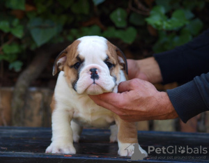 Foto №1. englische bulldogge - zum Verkauf in der Stadt Zrenjanin | verhandelt | Ankündigung № 122127