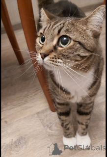 Foto №2 zu Ankündigung № 147189 zu verkaufen  - einkaufen Russische Föderation quotient 	ankündigung