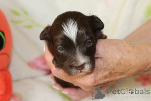 Foto №4. Ich werde verkaufen bolonka zwetna, west highland white terrier in der Stadt Dassewice. züchter - preis - 1400€