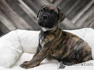 Foto №2 zu Ankündigung № 136210 zu verkaufen bullmastiff - einkaufen Großbritannien 