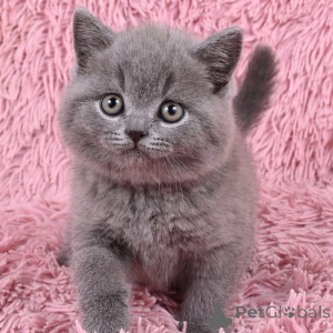 Foto №1. britisch kurzhaar - zum Verkauf in der Stadt Düsseldorf | 242€ | Ankündigung № 155498