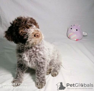 Foto №4. Ich werde verkaufen lagotto romagnolo in der Stadt Kragujevac.  - preis - verhandelt