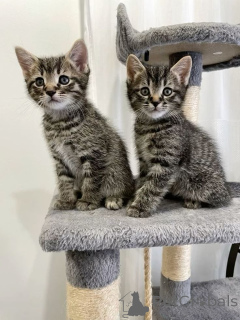 Foto №1. europäisch kurzhaar - zum Verkauf in der Stadt Båstad | verhandelt | Ankündigung № 161096