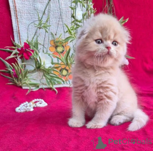 Foto №1. schottische faltohrkatze - zum Verkauf in der Stadt Erklingen | 350€ | Ankündigung № 176689