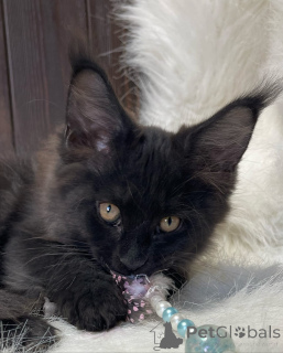 Foto №3. Maine-Waschbär. Großbritannien