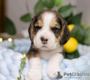 Foto №3. Wunderschöne Beagle-Welpen stehen zum Verkauf. Business WhatsApp 37256348129. Finnland