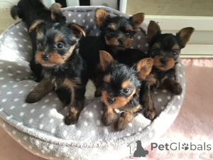 Foto №1. yorkshire terrier - zum Verkauf in der Stadt Hamina | verhandelt | Ankündigung № 169164