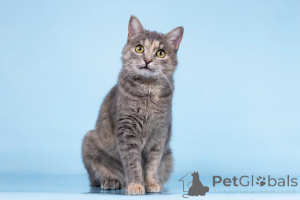 Foto №2 zu Ankündigung № 164500 zu verkaufen  - einkaufen Russische Föderation aus dem tierheim