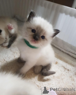 Foto №3. Ragdoll-Kätzchen zu verkaufen. Finnland