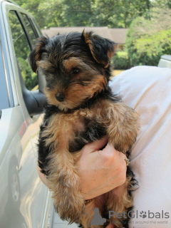 Foto №2 zu Ankündigung № 117510 zu verkaufen yorkshire terrier - einkaufen Italien quotient 	ankündigung