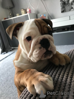 Foto №1. englische bulldogge - zum Verkauf in der Stadt Getafe | 450€ | Ankündigung № 118671