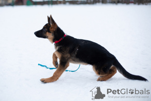 Zusätzliche Fotos: Deutscher Schäferhund Welpe