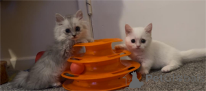 Foto №1. munchkin - zum Verkauf in der Stadt Beilngries | 350€ | Ankündigung № 152932