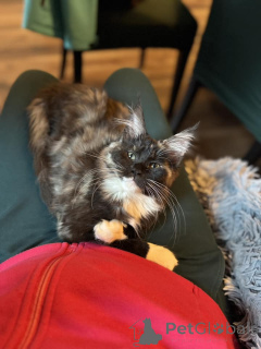 Foto №2 zu Ankündigung № 138036 zu verkaufen maine-coon-katze - einkaufen Spanien quotient 	ankündigung