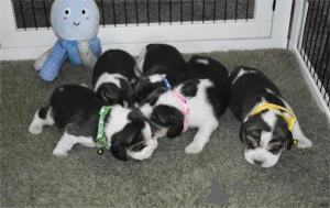 Foto №2 zu Ankündigung № 153455 zu verkaufen beagle - einkaufen Deutschland 