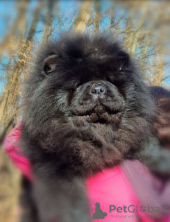 Foto №4. Ich werde verkaufen chow-chow in der Stadt Belgrad. züchter - preis - verhandelt