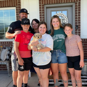 Foto №3. Entzückende Mini-Golden-Doodle-Welpen zur Adoption. Deutschland