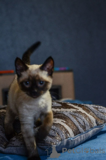Foto №4. Ich werde verkaufen siamkatze in der Stadt Торонто. quotient 	ankündigung - preis - 1059€