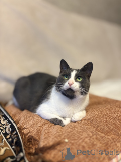 Foto №2 zu Ankündigung № 156450 zu verkaufen  - einkaufen Weißrussland quotient 	ankündigung