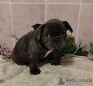 Zusätzliche Fotos: Französische Bulldogge.