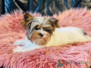 Foto №3. Schöne weibliche York Merle Bluberry Biewer mit blauem Auge.. Polen