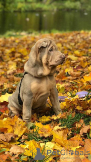 Foto №2 zu Ankündigung № 13374 zu verkaufen shar-pei - einkaufen Russische Föderation quotient 	ankündigung