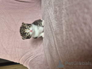 Foto №2 zu Ankündigung № 135548 zu verkaufen siamkatze - einkaufen Polen züchter
