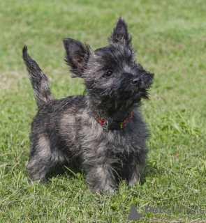 Foto №1. schnauzer - zum Verkauf in der Stadt Stockholm | verhandelt | Ankündigung № 96357