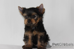 Foto №2 zu Ankündigung № 11271 zu verkaufen yorkshire terrier - einkaufen Weißrussland züchter